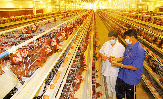 Lo-ngai-chan-nuoi-gia-cam-phat-1809-4359