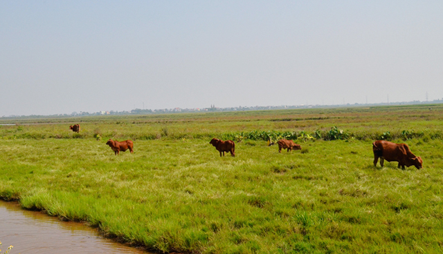 Dat-nong-nghiep-bi-bo-hoang-3495-1583118