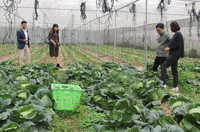 Nhieu-HTX-co-nhu-cau-thue-dat-7057-3546-