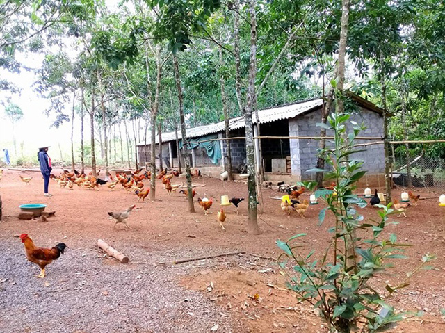 Ga-doi-Le-Thuy-duqocj-cong-nha-5856-1274