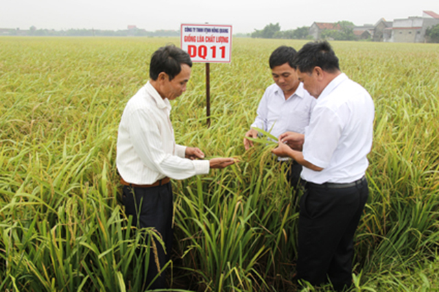 Mo-hinh-san-xuat-lua-chat-luon-3996-2569