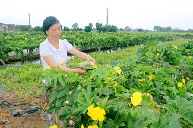 Mo-hinh-trong-rau-sach-cua-tha-8568-1995