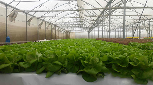 Trong-rau-thuy-canh-trong-nha-6241-6101-