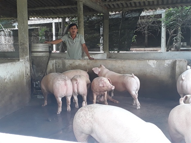 Trang-trai-heo-cua-anh-Khanh-6562-159065