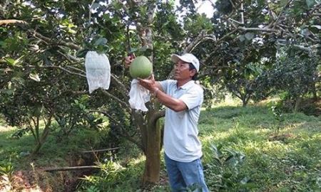 Thí điểm mô hình HTX kiểu mới tại ĐBSCL: Lời giải cho bài toán cây ăn quả