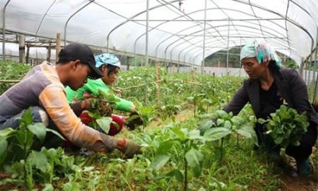 HTX Mai Anh (Lào Cai): HTX kiểu mới làm “điểm” trên Tây Bắc