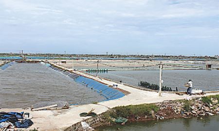 HTX Liên Phong: Nuôi thủy sản, sạch môi trường