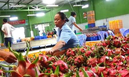 Xuất khẩu rau quả còn tiềm ẩn rủi ro