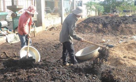 Lợi ích nhân đôi từ cây cà phê