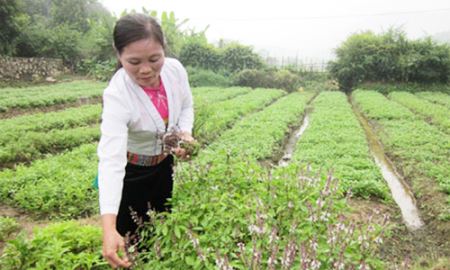 HTX phát triển mô hình trồng rau hữu cơ