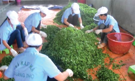 HTX Quang Thọ: Luồng gió mới từ sản xuất rau sạch VietGAP