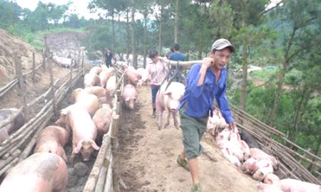 “Canh bạc” xuất khẩu tiểu ngạch