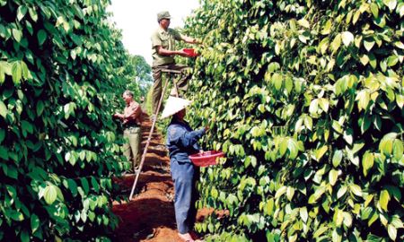 Hồ tiêu Việt đối mặt khủng hoảng thừa