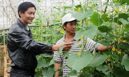 HTX Công Thành: Lợi ích từ trồng rau VietGAP
