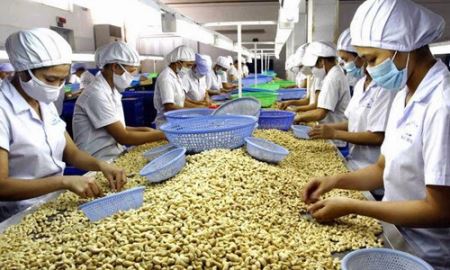 Xuất khẩu điều “liêu xiêu” vì thiếu nguyên liệu