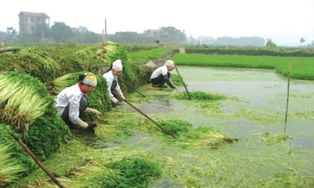 HTX Hoàng Lương (Bắc Giang): Sản xuất theo chuỗi, mở cửa thị trường