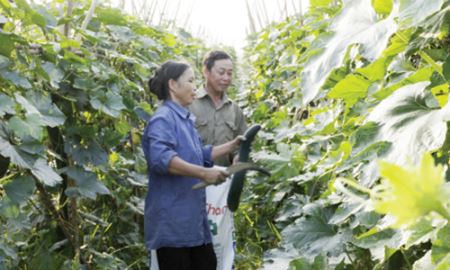 HTX Thôn Đoài (Bắc Ninh): Chất lượng là “chìa khóa” thành công