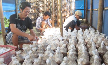 HTX Nhì Tây (Quảng Nam): Hiệu quả trồng nấm, bảo vệ môi trường