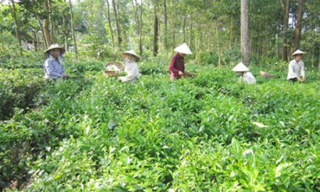 Hướng đi đúng đắn của HTX trồng chè