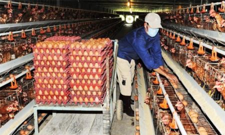 Sau thịt lợn, tới lượt trứng gà kêu cứu
