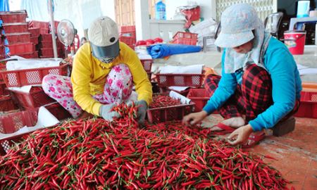 Trung Quốc ngừng mua, giá ớt rớt thảm