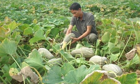 HTX Lạc Trung: Không lo “được mùa mất giá”