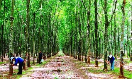HAGL Agrico lấy ý kiến cổ đông phát hành cổ phiếu riêng lẻ hoán đổi nợ cho công ty mẹ