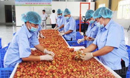 HTX Hồng Giang: Sản xuất sạch, đưa vải xuất ngoại
