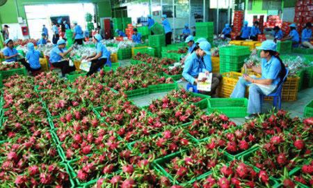 Rau quả Việt vượt “rào” sang Nhật