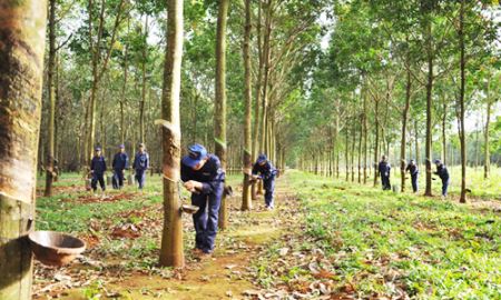 Cao su tăng giá: Ồ ạt tăng diện tích, liệu có ổn?