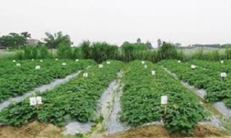 HTX Nông nghiệp Đông Xuân nâng tầm thương hiệu dưa lê