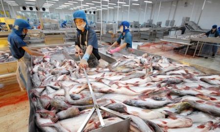 Sau kiểm toán, Vua cá tra Hùng Vương lỗ thêm 140 tỷ đồng