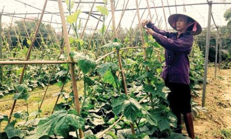 HTX Nhã Lộng gỡ “nút thắt” đầu ra cho rau VietGAP