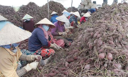 HTX Tân Thành: Khai thác thành công thương hiệu sản phẩm
