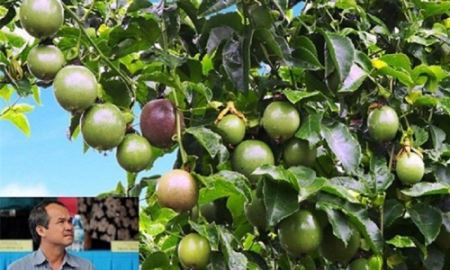 Bầu Đức và Thế giới di động hợp tác bán trái cây 
