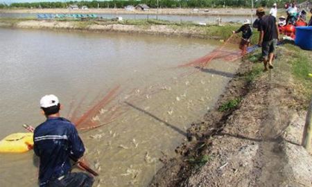 HTX Nhị Mỹ: Nuôi tôm sạch, bảo vệ môi trường