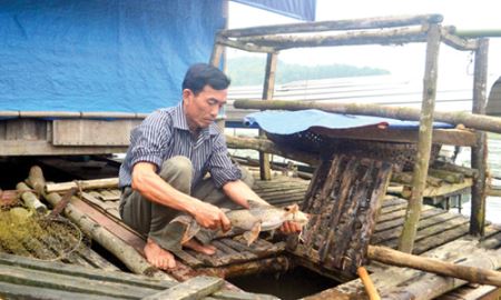 HTX Thái Hòa (Tuyên Quang): Đổi đời nhờ cá “ngũ quý”