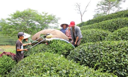 HTX Mỹ Bằng (Tuyên Quang): Khởi nghiệp từ chè Bát Tiên