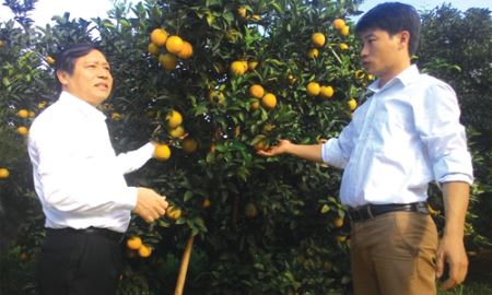 Hòa Bình: Lồng ghép phát triển HTX trong nông thôn mới