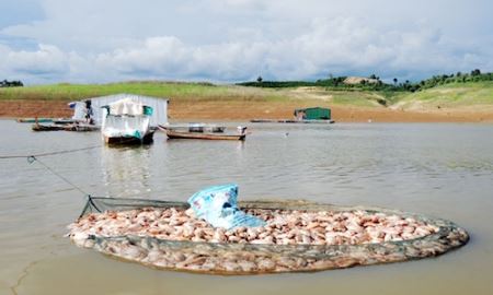 Vì sao cá chết hàng loạt tại thuỷ điện Pleikrong?