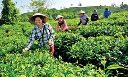 HTX chè Vĩnh Tân (Tuyên Quang): Làm giàu từ những “Búp chè vàng”