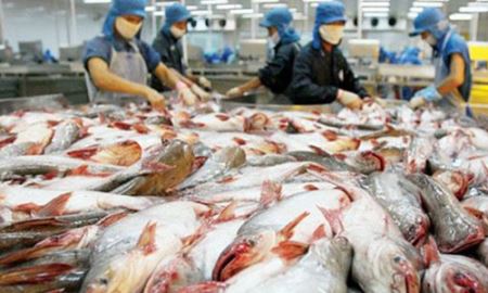 Hẹp cửa vào Mỹ, cá tra Việt đi đâu