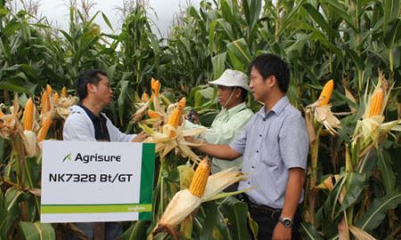Nguy cơ “lệ thuộc” giống cây trồng nhập khẩu