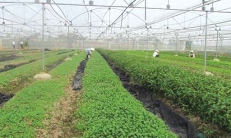 HTX Hoằng Hợp đẩy mạnh phát triển vùng rau chuyên canh