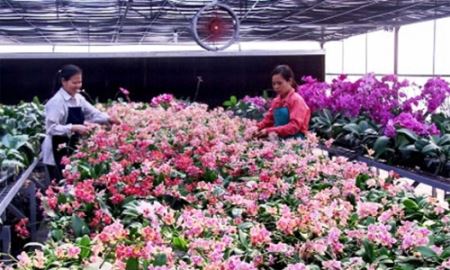 HTX Đan Hoài nâng tầm thương hiệu bằng trồng hoa công nghệ cao