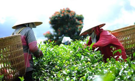 Xuất khẩu chè: Chạy “nước rút” cuối năm!