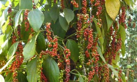 Hồ tiêu Việt “ngậm đắng, nuốt cay”