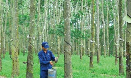 7 tháng đầu năm, DPR hoàn thành 88% kế hoạch lợi nhuận năm