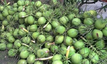 Giá dừa tăng gấp đôi so với cùng kì năm trước