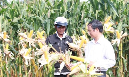 Chi tỷ USD nhập ngô: Có cách khác?